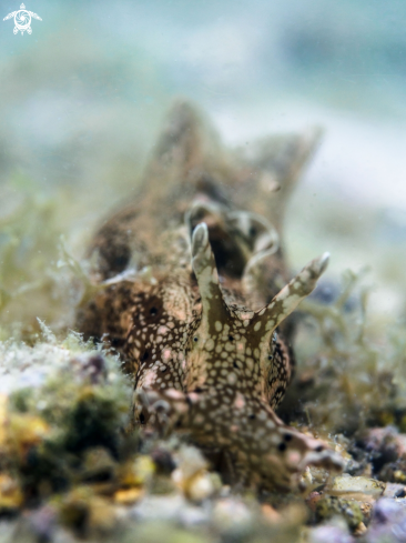 A Aplysia oculifera | Sea Hare