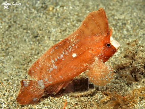 A Ablabys macracanthus | Spiny Waspfish 