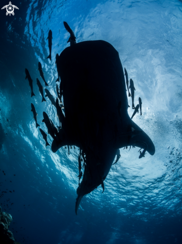 A Rhincodon typus | Whale Shark