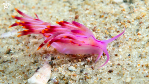 A Flabellina rubrolineata | Purple flabellina