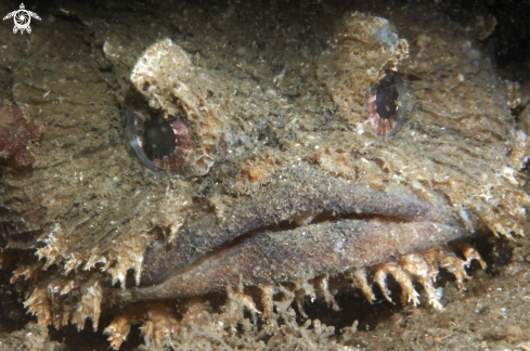 A Eastern frogfish