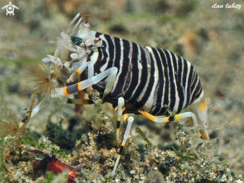 A Gnathophyllum americanum | Bumbelbee Shrimps