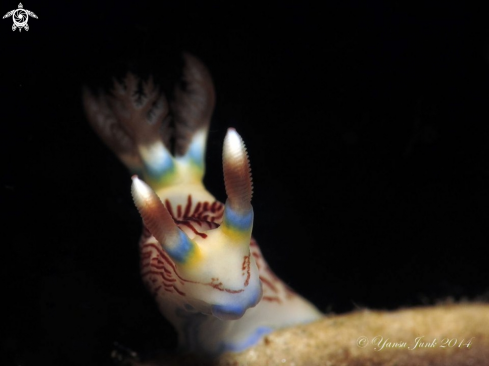 A Nembrotha Lineolata