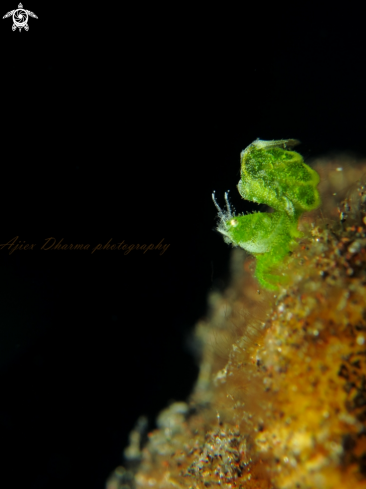 A algae shrimp 