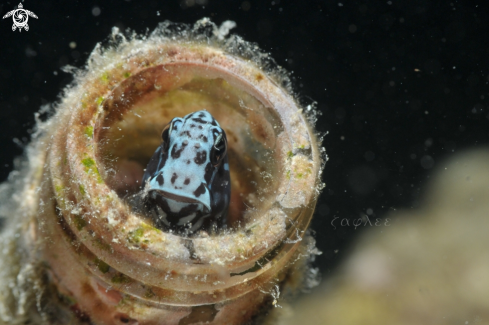 A Blenny