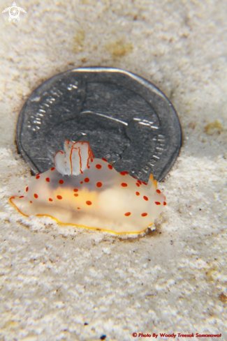 A Gymnodoris Ceylonica.