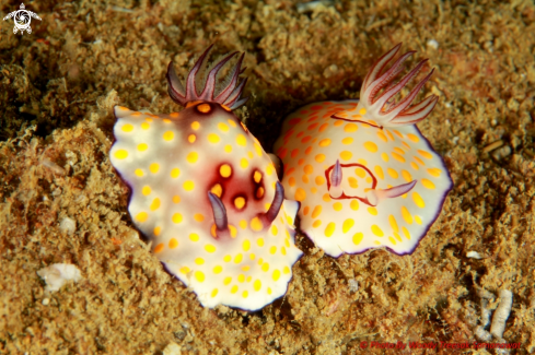 A Goniobranchus hintuanensis (L) and Goniobranchus annulatus (R)