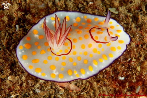 A Goniobranchus annulatus.