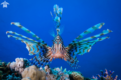 A Pterois volitans | Red Lionfish