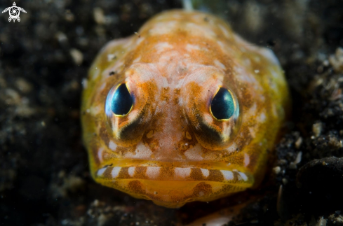 A Opistognathus variabilis | Jawfish