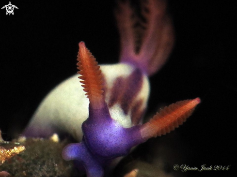 A Nembrotha purpureolineata