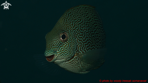 A Siganus guttatus | Gold-saddle Rabbitfish