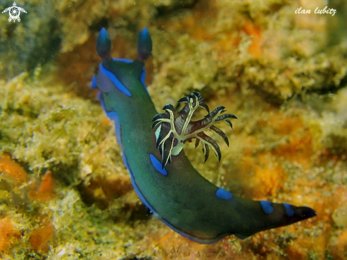 A Tambja morosa | Nudibranch