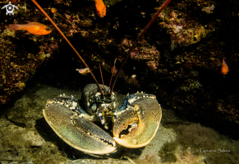 A Homarus gammarus | Astice 