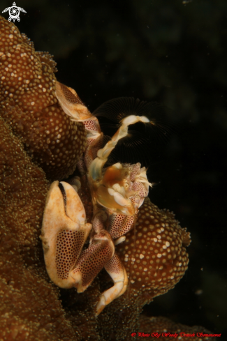 A Neopetrolisthes maculatus.  | Anemone Crab