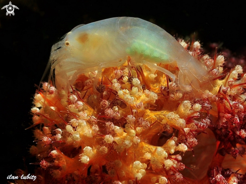 A Alpheus cf eulimene | Snaping Shrimp