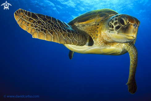 A Green turtle