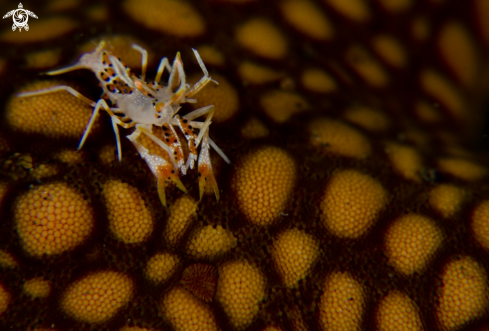 A Phyllognathia ceratophthalma | Tiger shrimp