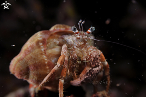 A Paguroidea | Hermit Crab