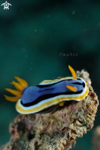 A Chromodoris annae | Nudibranch