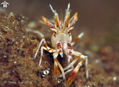 A Tiger shrimp