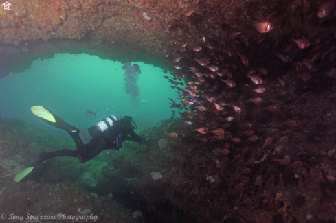 A Pempheris multiradiata | Big-scale bullseyes