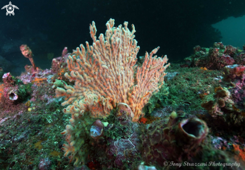 A Soft Coral Gorgonian