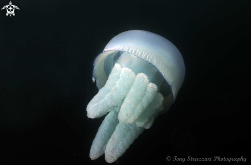 A Catostylus mosaicus | Jelly blubber