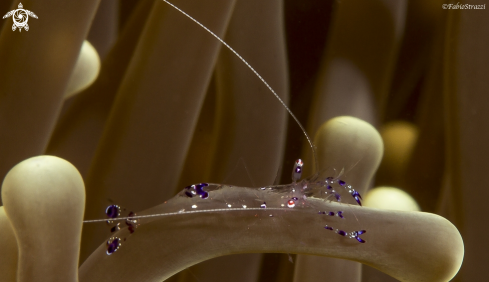 A Anemone shrimp