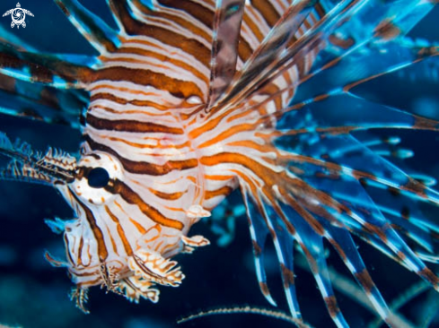 A Pterois Volitans