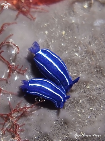 A Felimare orsinii | Nudibranch