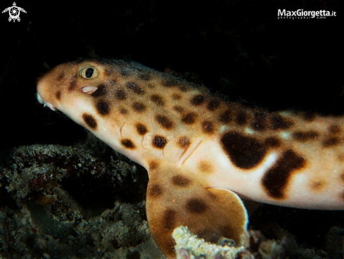 A epaulette shark