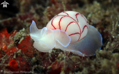 A Bullina lineata | Lined Bubble-shell