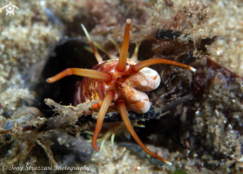 A Eunice sp. | Sand worm (bobbit worm)