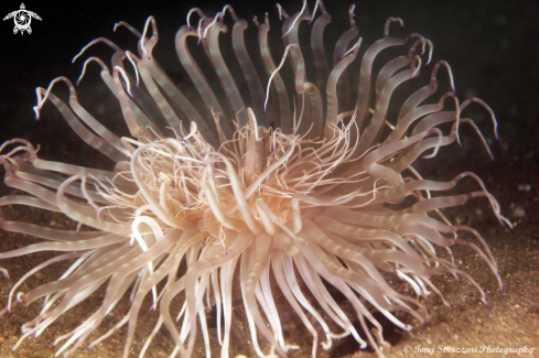 A Banded Tube Anemone