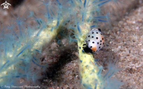 A Cuspivolva platysia | Platypus Cowry