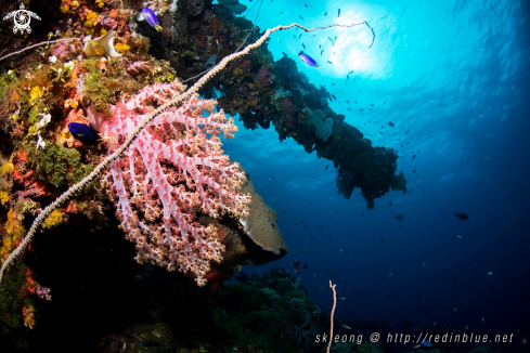 A Fusikawa maru