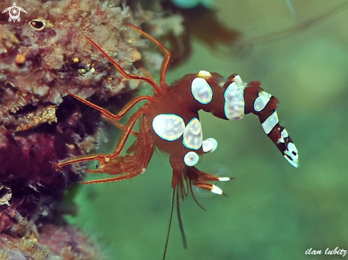 A  Sexy Shrimp