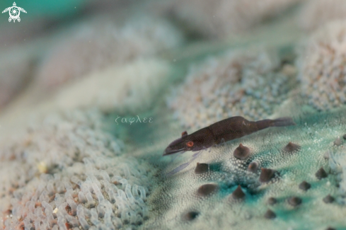 A  Sea Star Shrimp