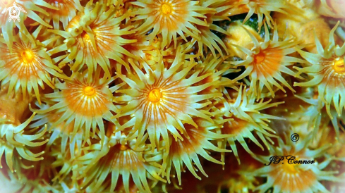 A Yellow encrusting anemone