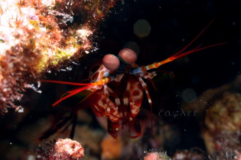 A Odontodactylus scyllarus | Mantis Shrimp