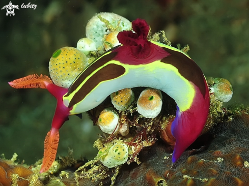 A Nembrotha purpureolineata | Nudibranch