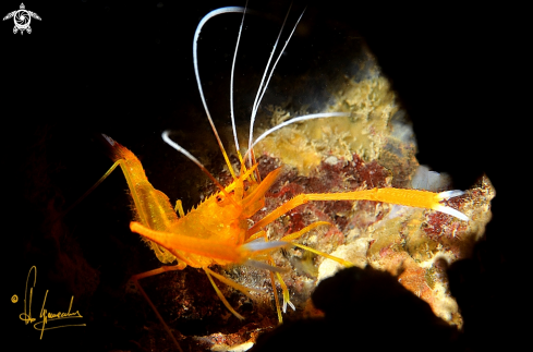 A Stenopus spinosus | Gambero meccanico