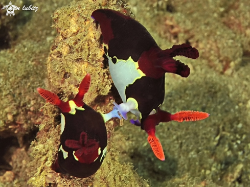 A Nembrotha chamberlaini | Nudibranch