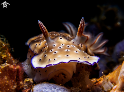 A Nudibranch