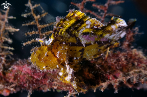 A Leaf Scorpion fish 