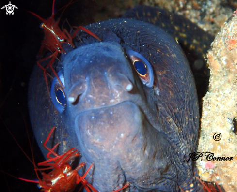 A Muraena helena | Mediterranean moray