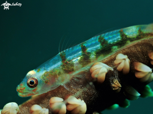 A Bryaninops yongei | Wire coral Goby 