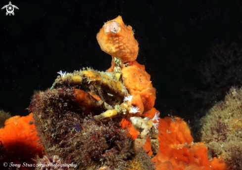 A Decorator crab