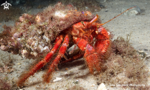 A Red hairy hermit crab